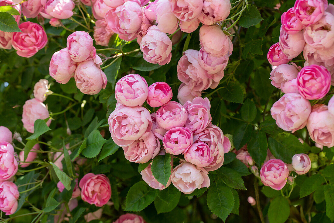 Rosa 'Raubritter'