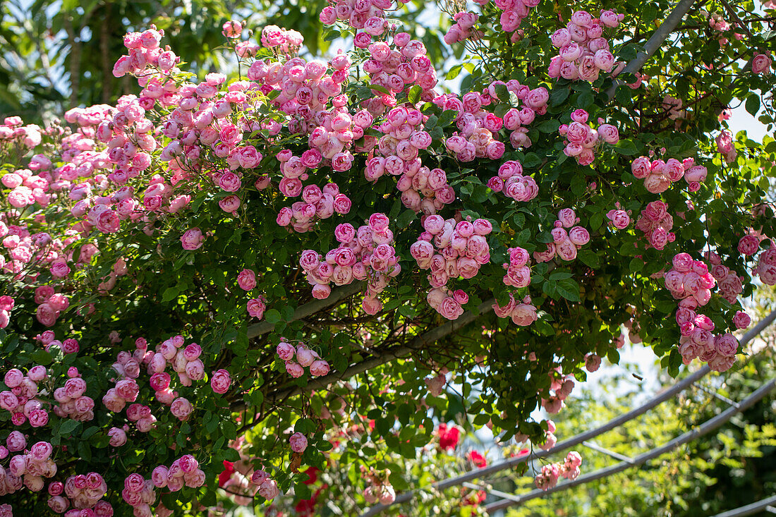 Rosa 'Raubritter'