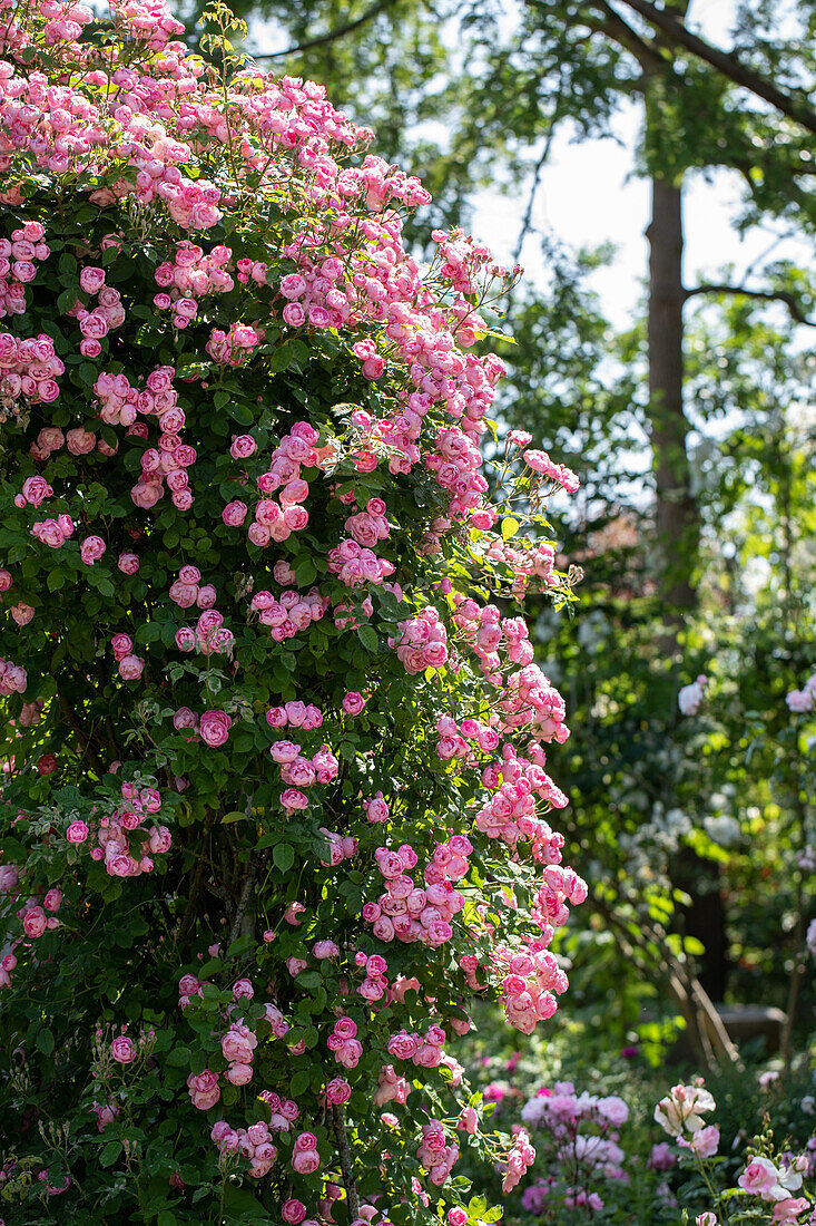 Rosa 'Raubritter'