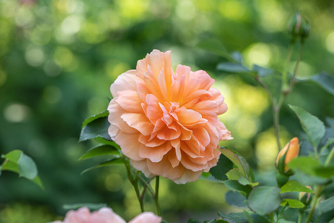 Strauchrose, apricot