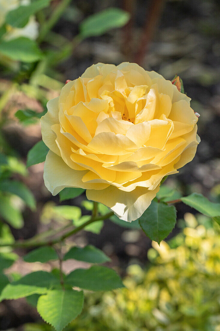 Rosa 'Graham Thomas'