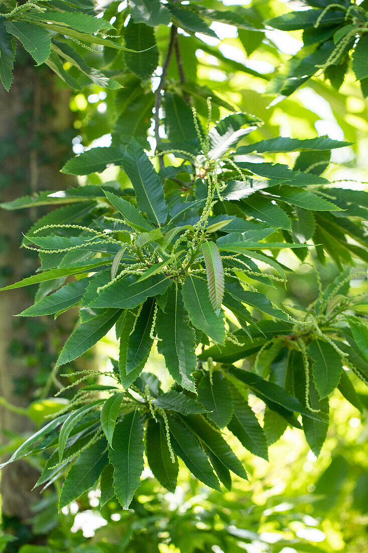 Castanea sativa