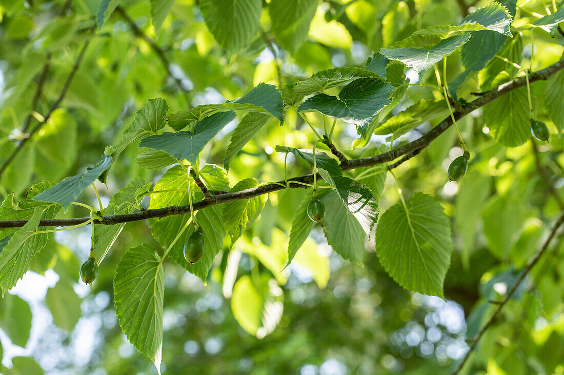 Davidia involucrata