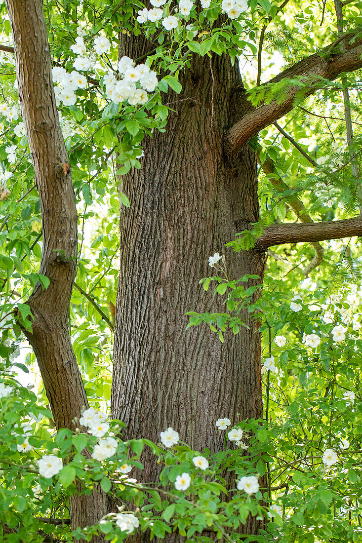 Metasequoia glyptostroboides