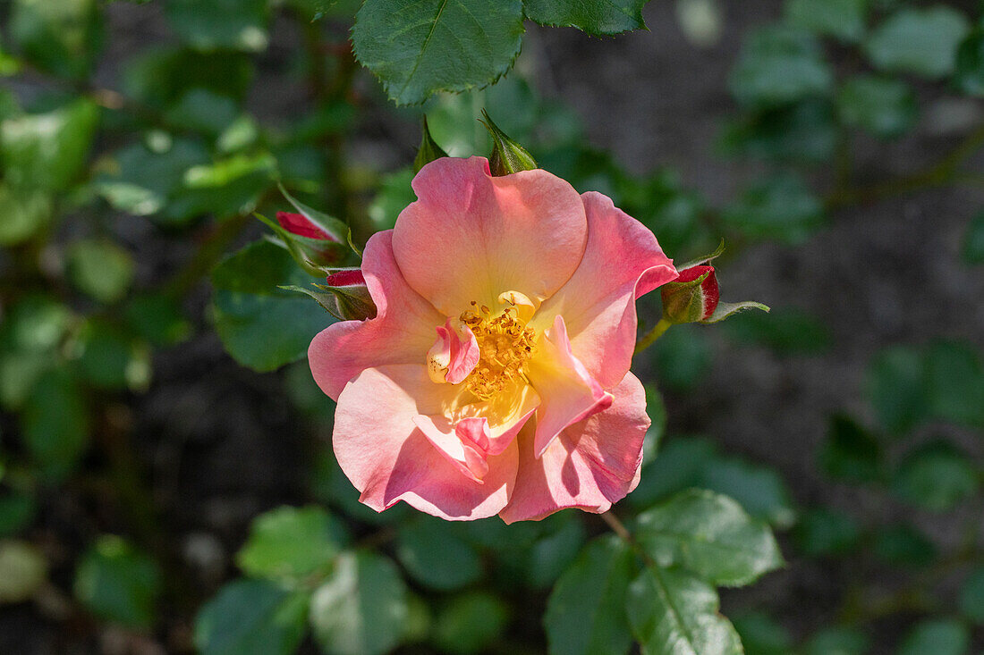 Rosa 'Jazz'