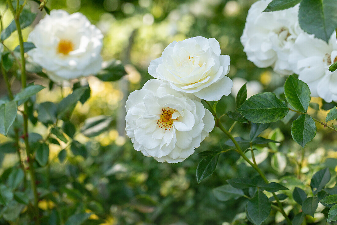 Rosa 'Kristall'