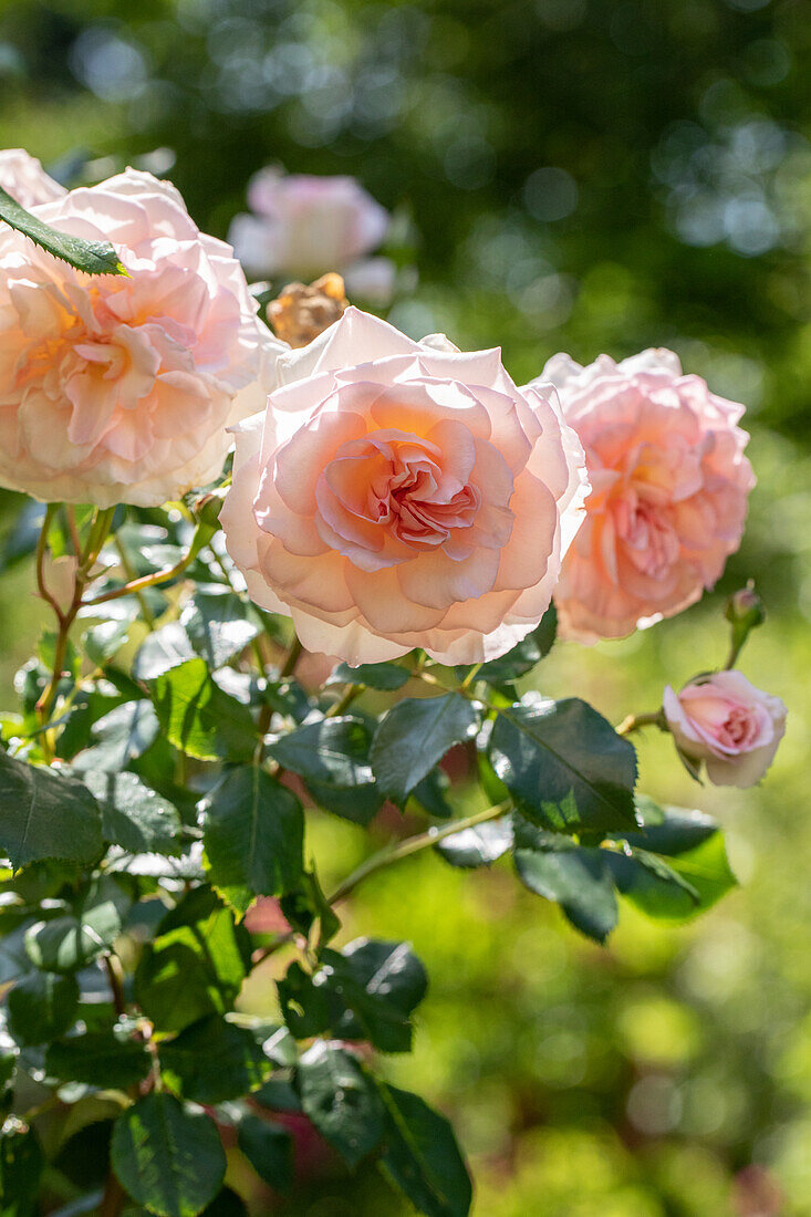 Shrub rose, pink