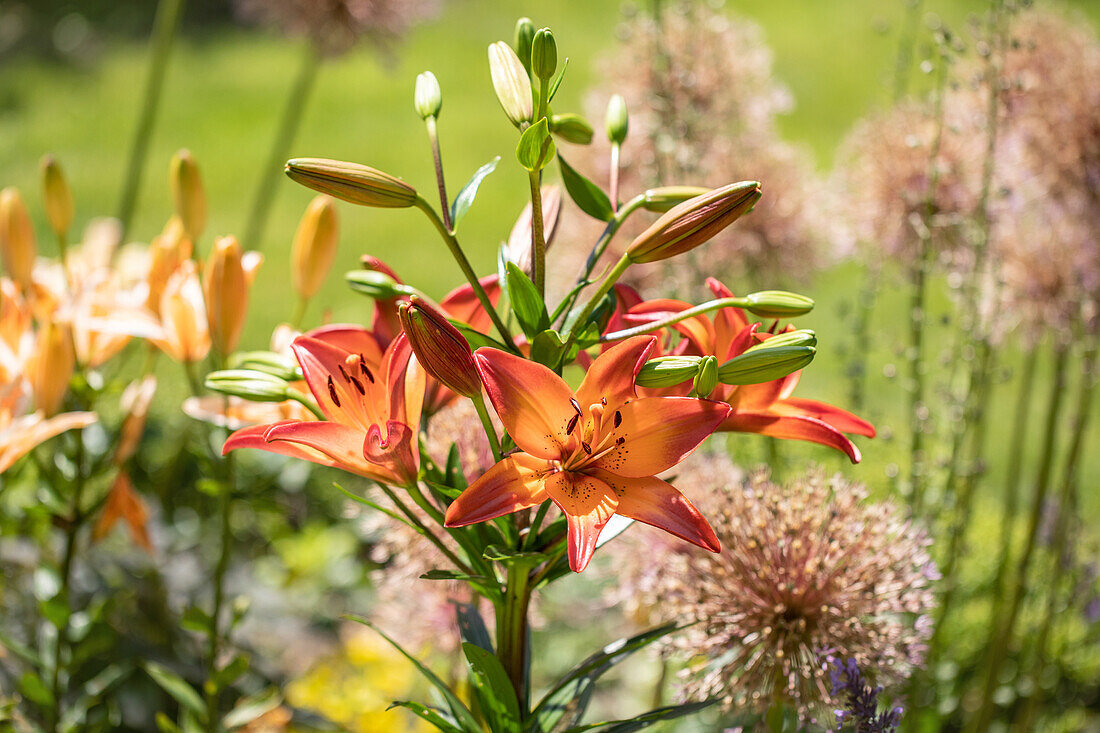 Lilium bulbiferum