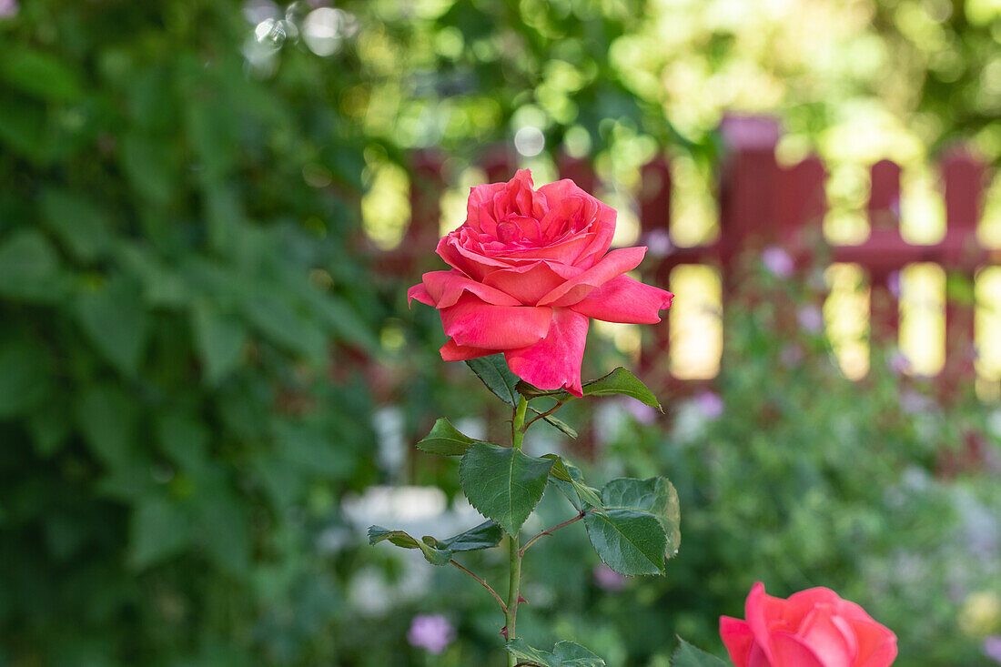 Bedding rose, salmon red