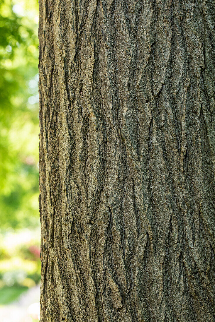 Sophora japonica