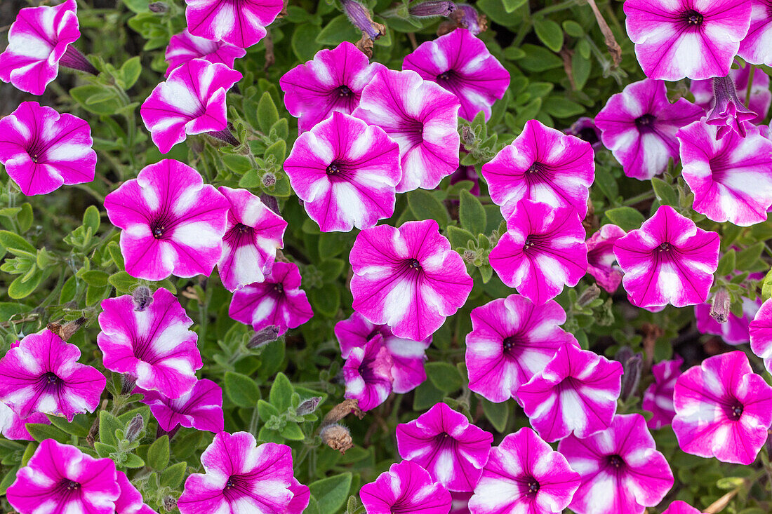 Petunia x atkinsiana, pink-weiß