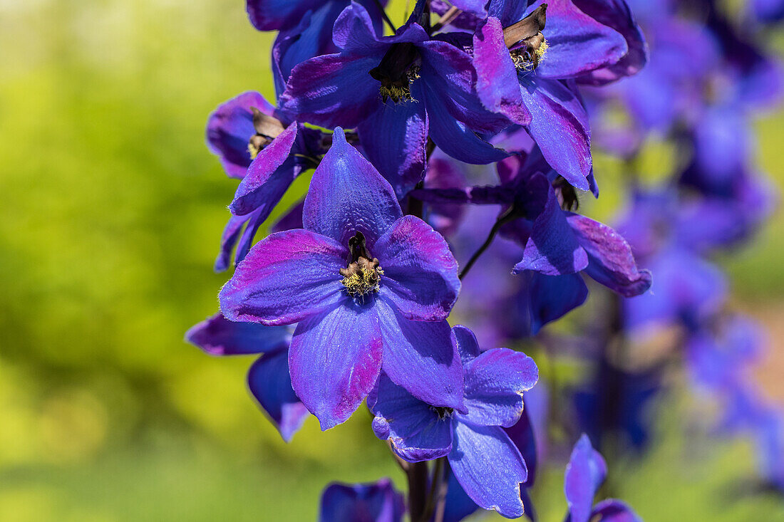 Delphinium x elatum 'Finsteraarhorn'