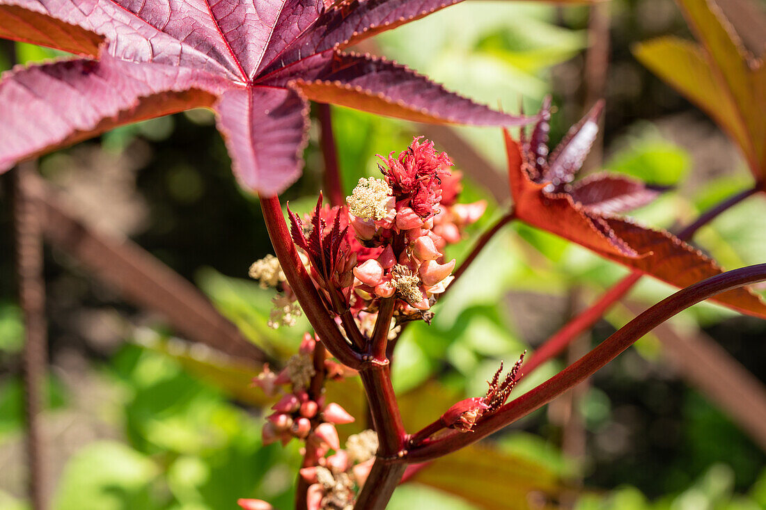 Ricinus communis