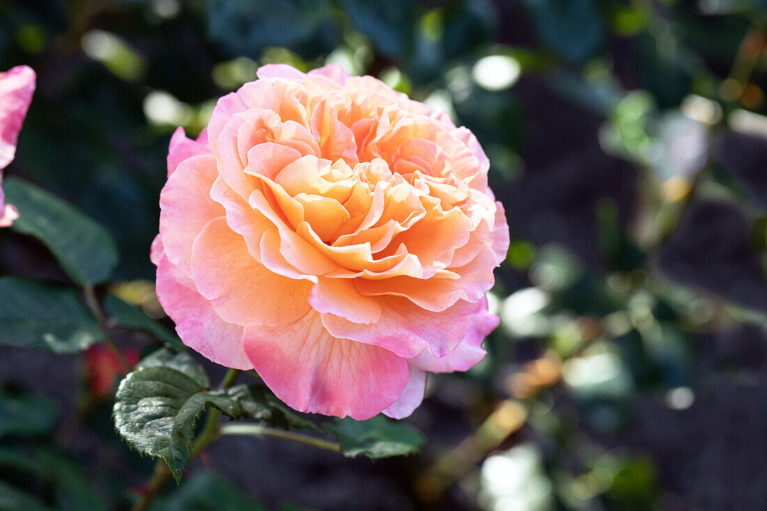 Rose, apricot