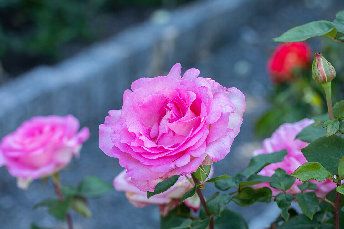 Rose, pink