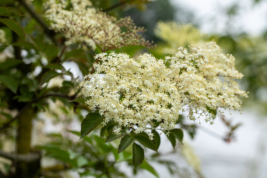 Sambucus nigra 'Haschberg'.