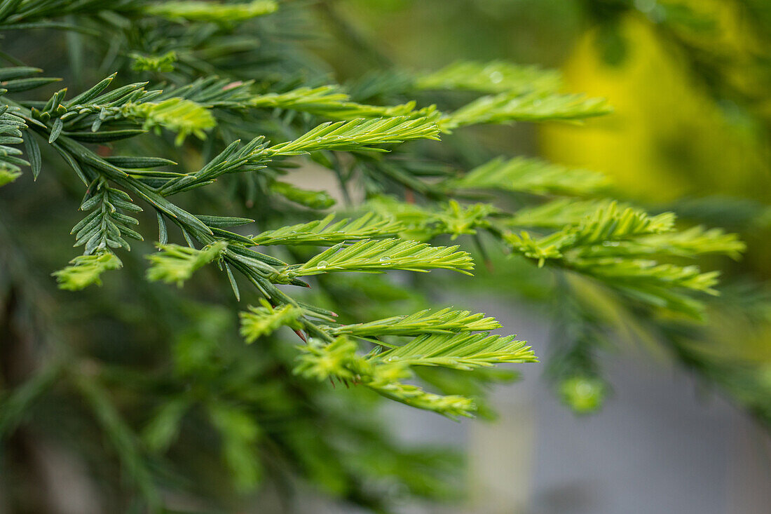 Sequoia sempervirens