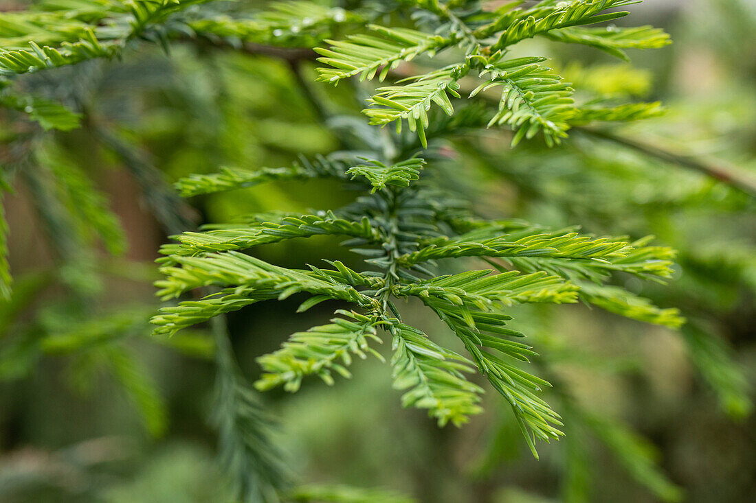 Sequoia sempervirens