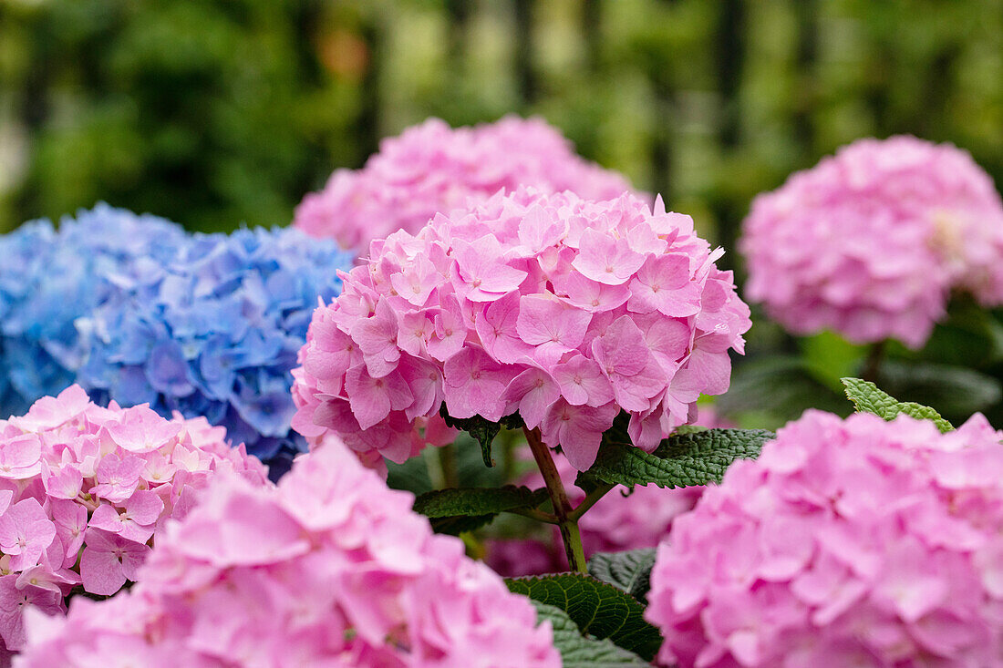 Hydrangea 'Endless Summer'®, rosa