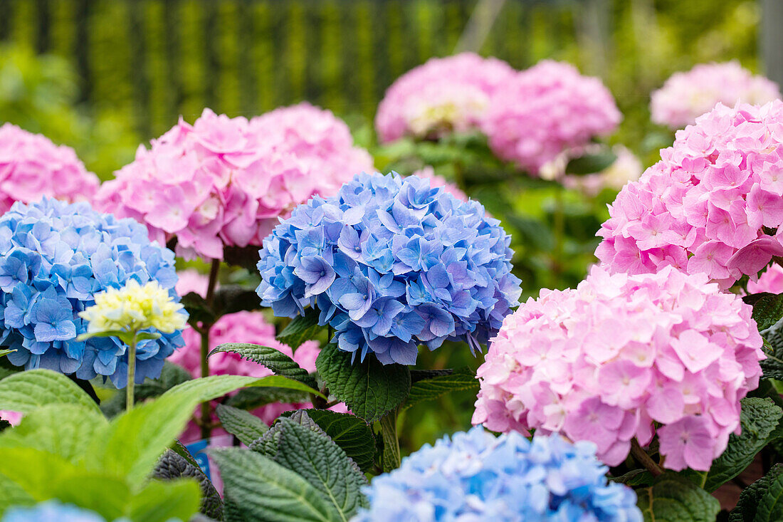 Hydrangea 'Endless Summer'®