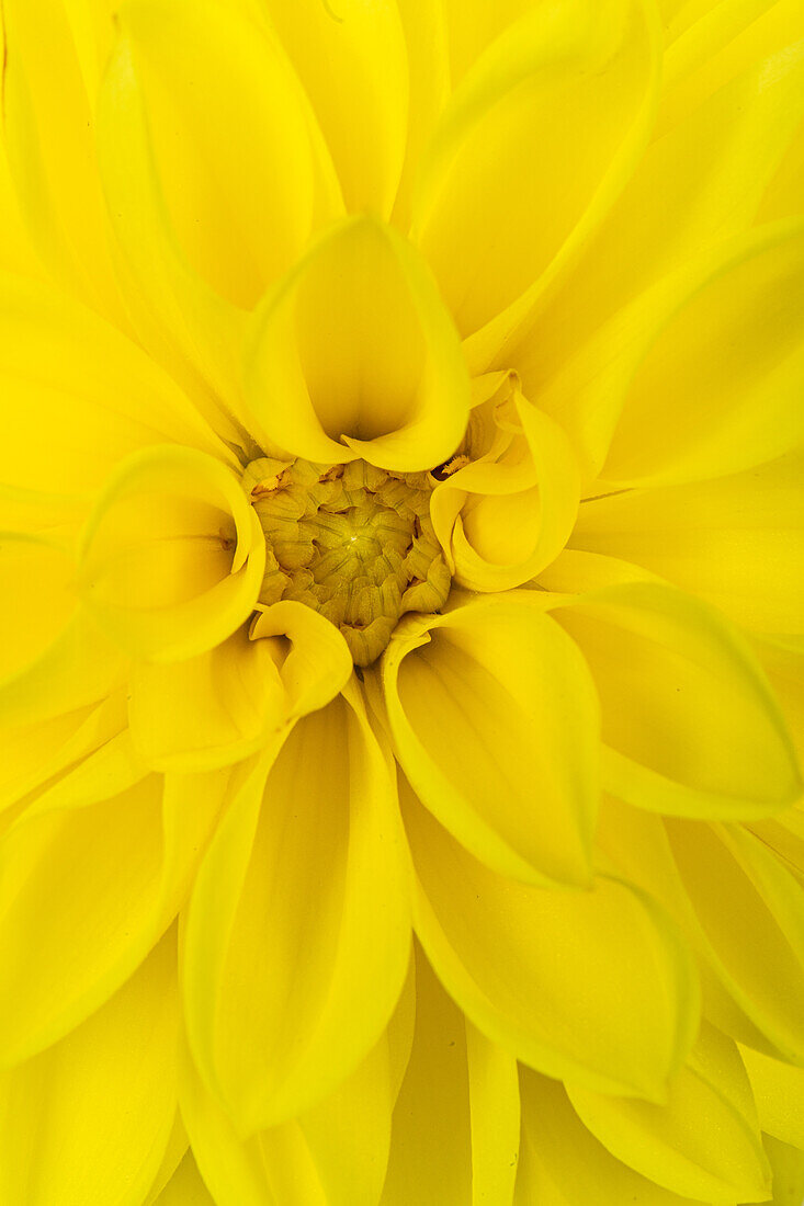 Dahlia, yellow