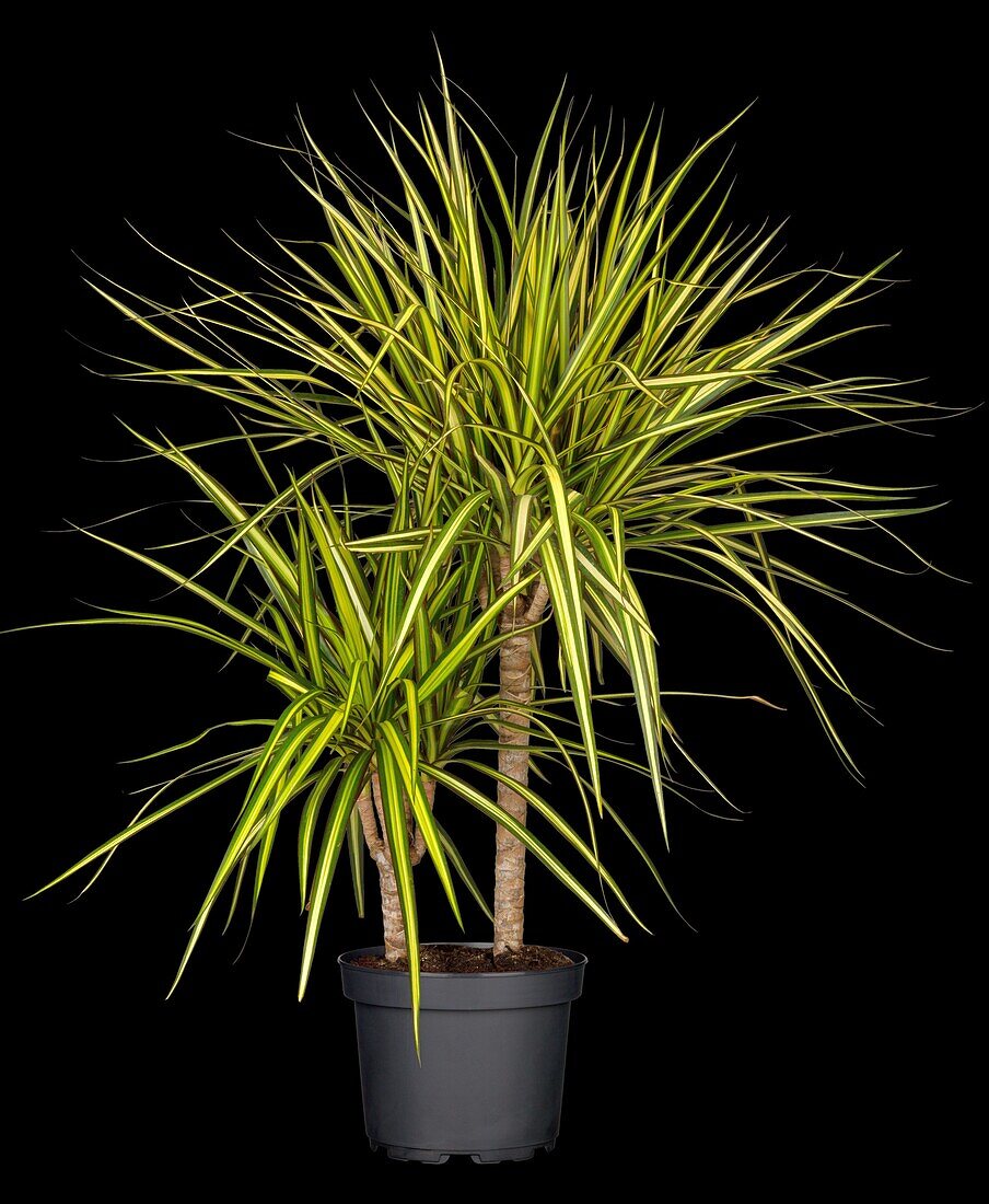 Dracaena marginata 'Sunray'.