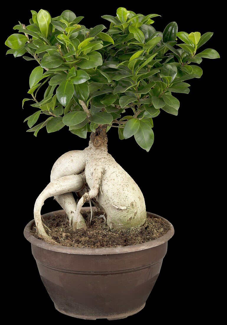 Ficus microcarpa 'Ginseng' (ginseng)