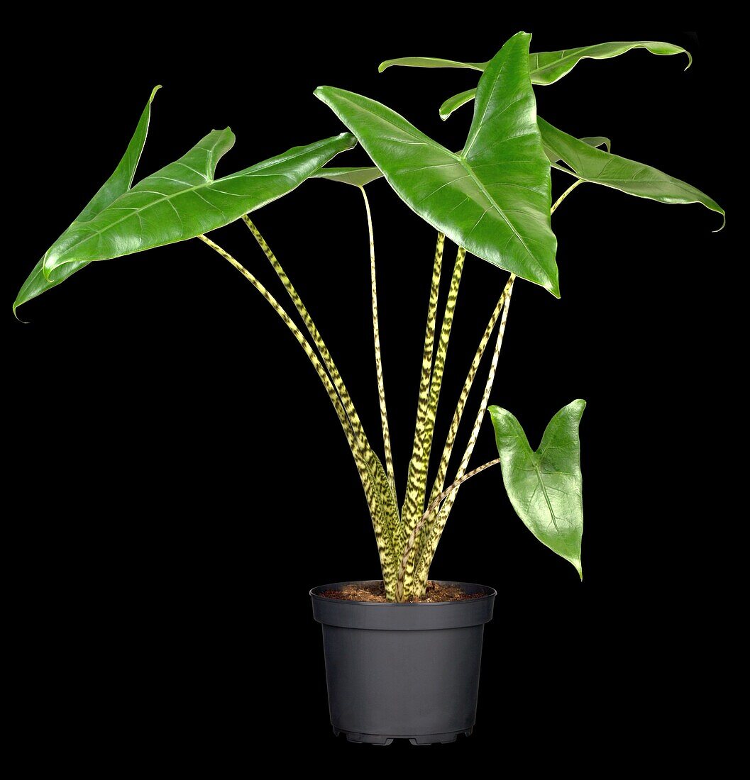 Alocasia zebrina