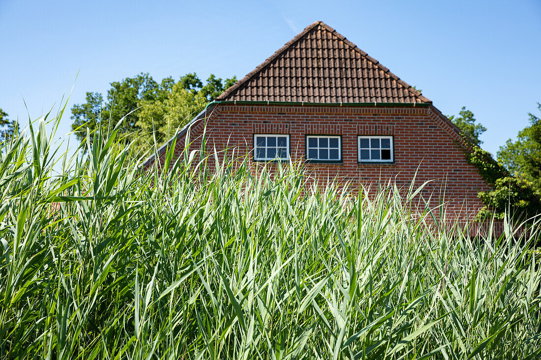 Phragmites australis