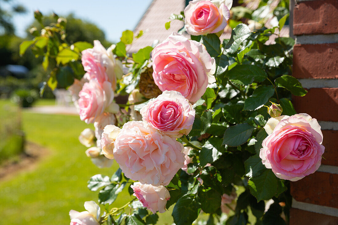 Climbing rose, pink