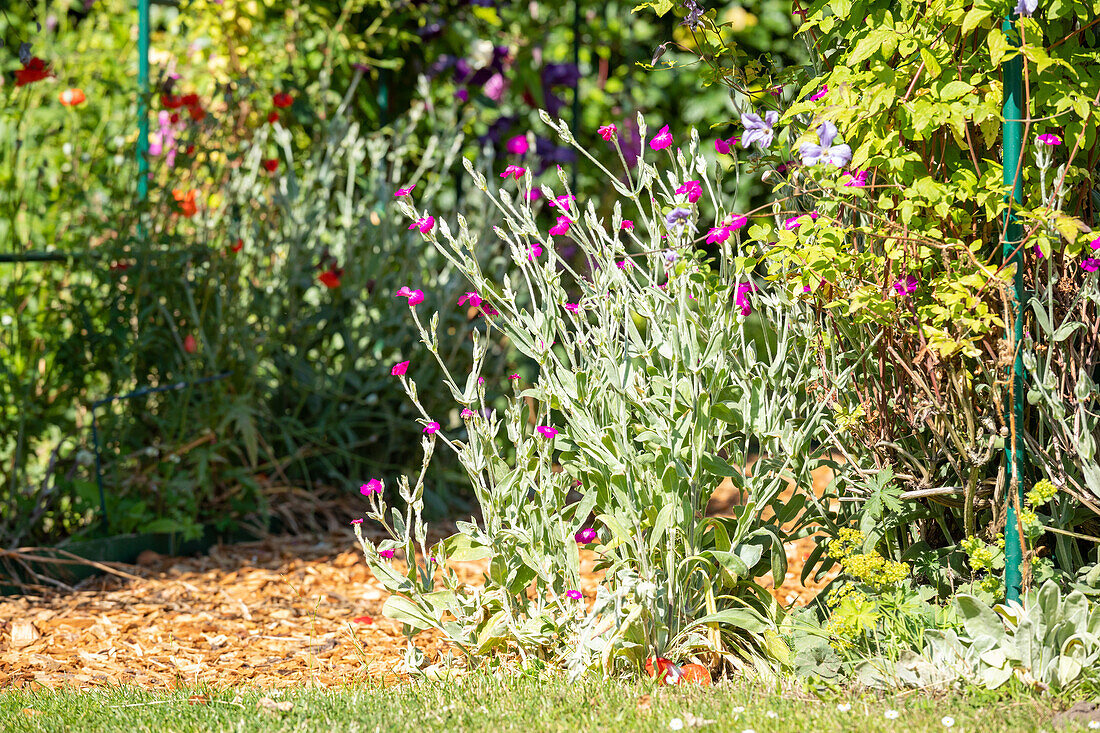 Lychnis coronaria