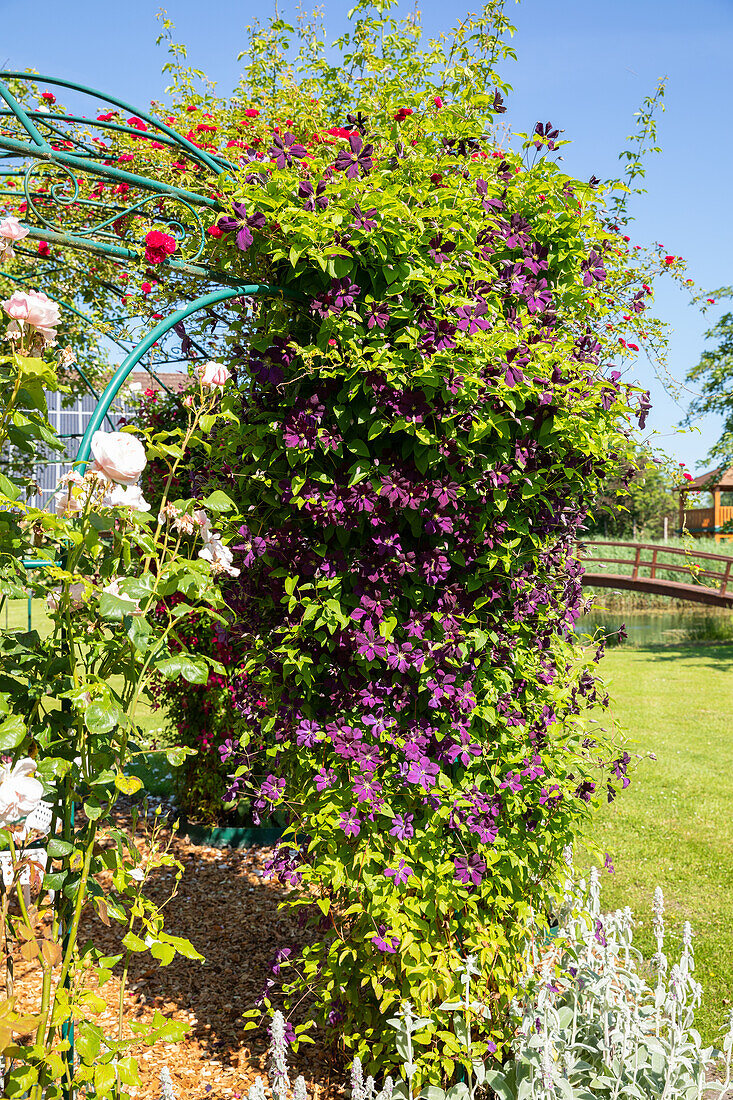 Roses and clematis on a climbing arch