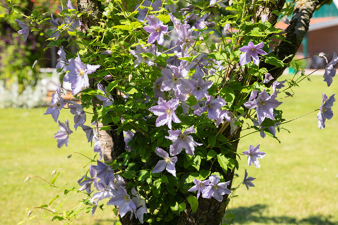 Clematis, purple