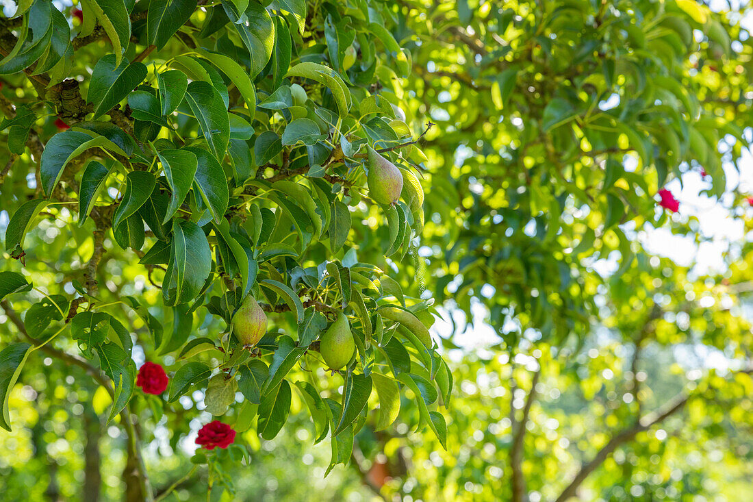 Pyrus communis