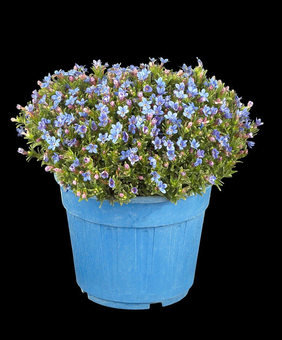 Lithodora diffusa