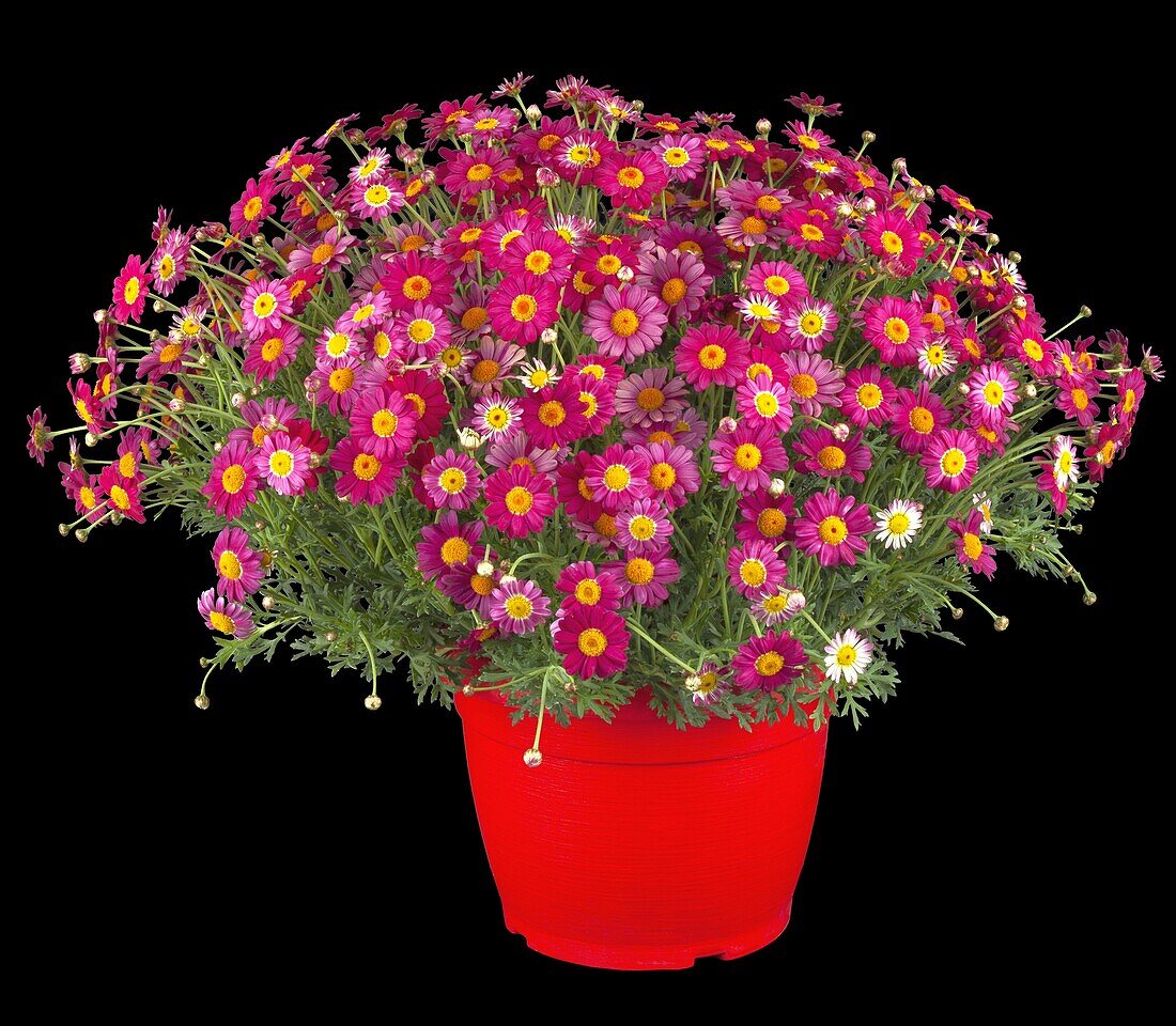 Argyranthemum frutescens, rot