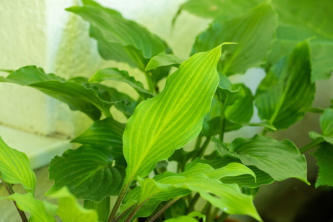 Hosta 'Totally Twisted'