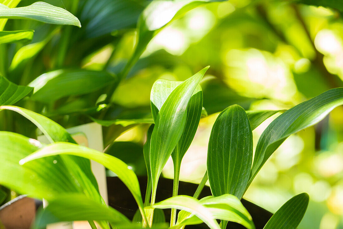 Hosta 'Wily Willy'