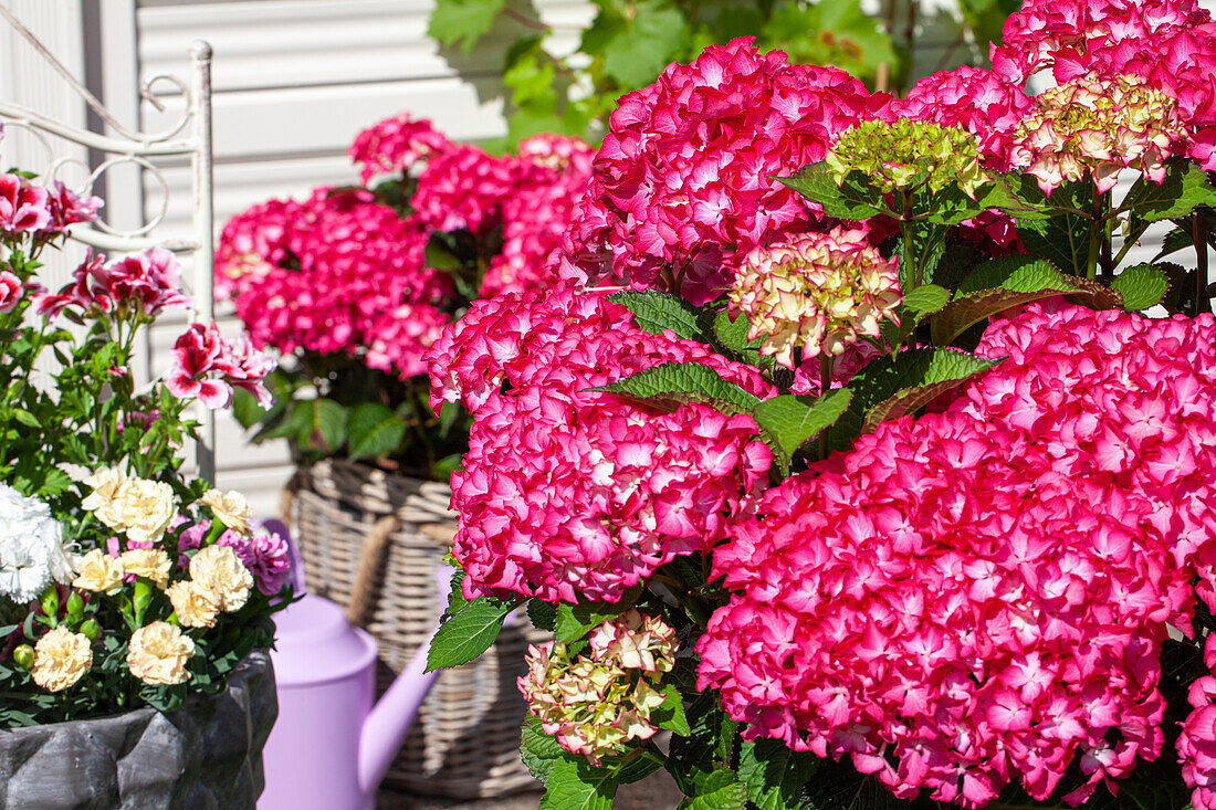 Hydrangea macrophylla, rot