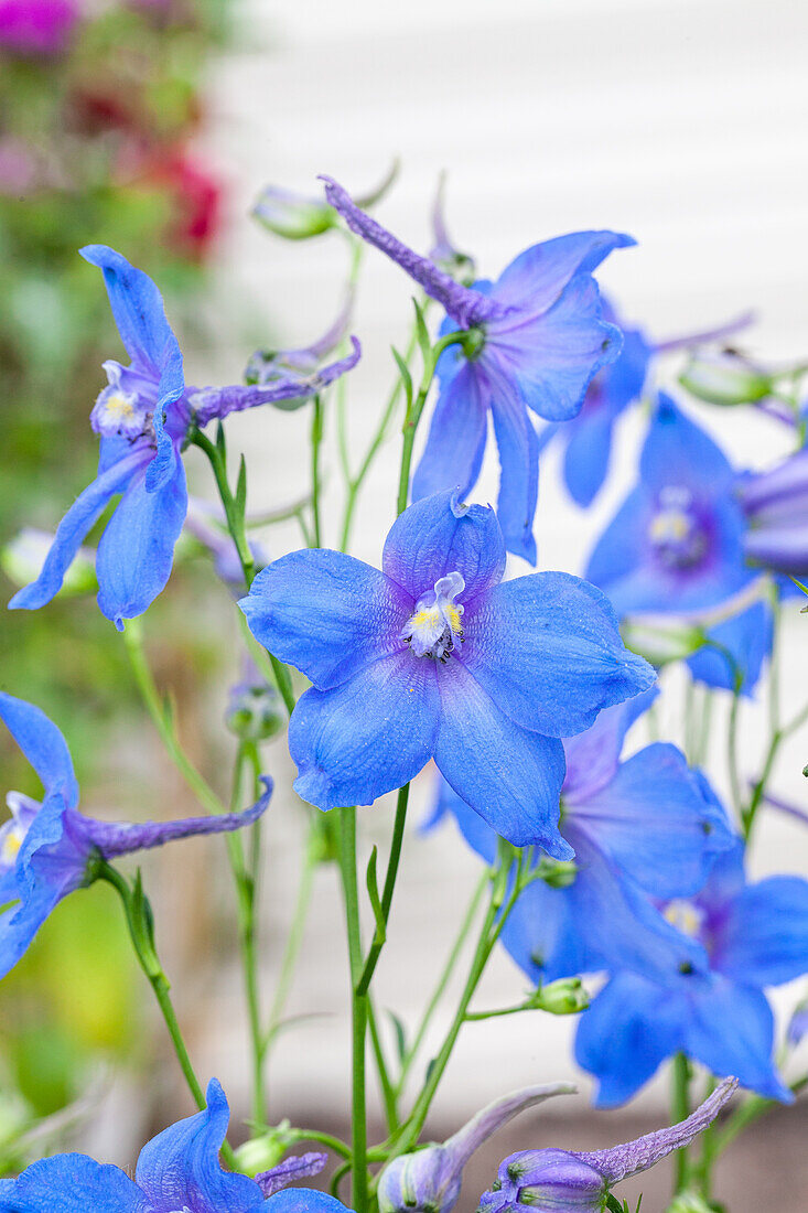 Delphinium belladonna, blue