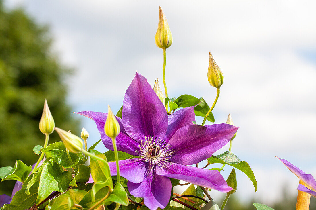 Clematis, purple