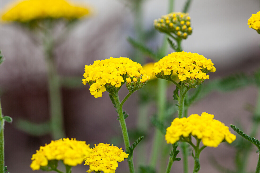 Achillea filipendulina