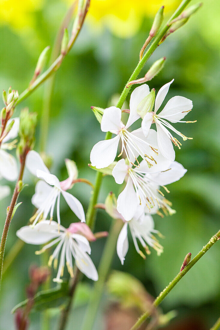 Gaura lindheimeri, white