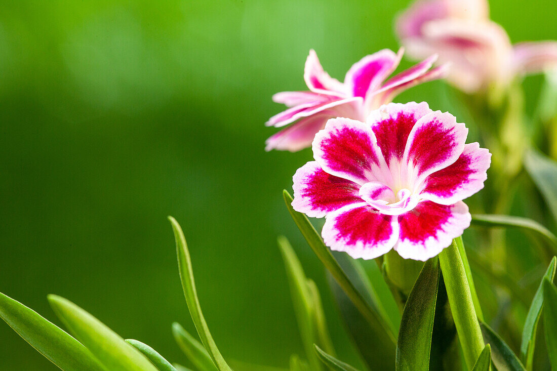 Dianthus caryophyllus, red and white