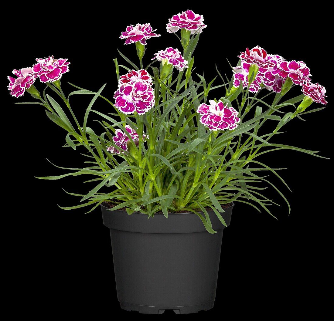 Dianthus caryophyllus, red-white