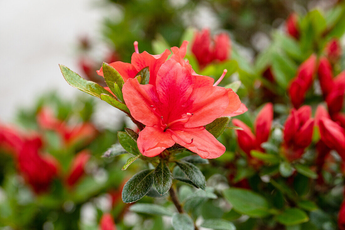 Rhododendron obtusum 'Juliette'®