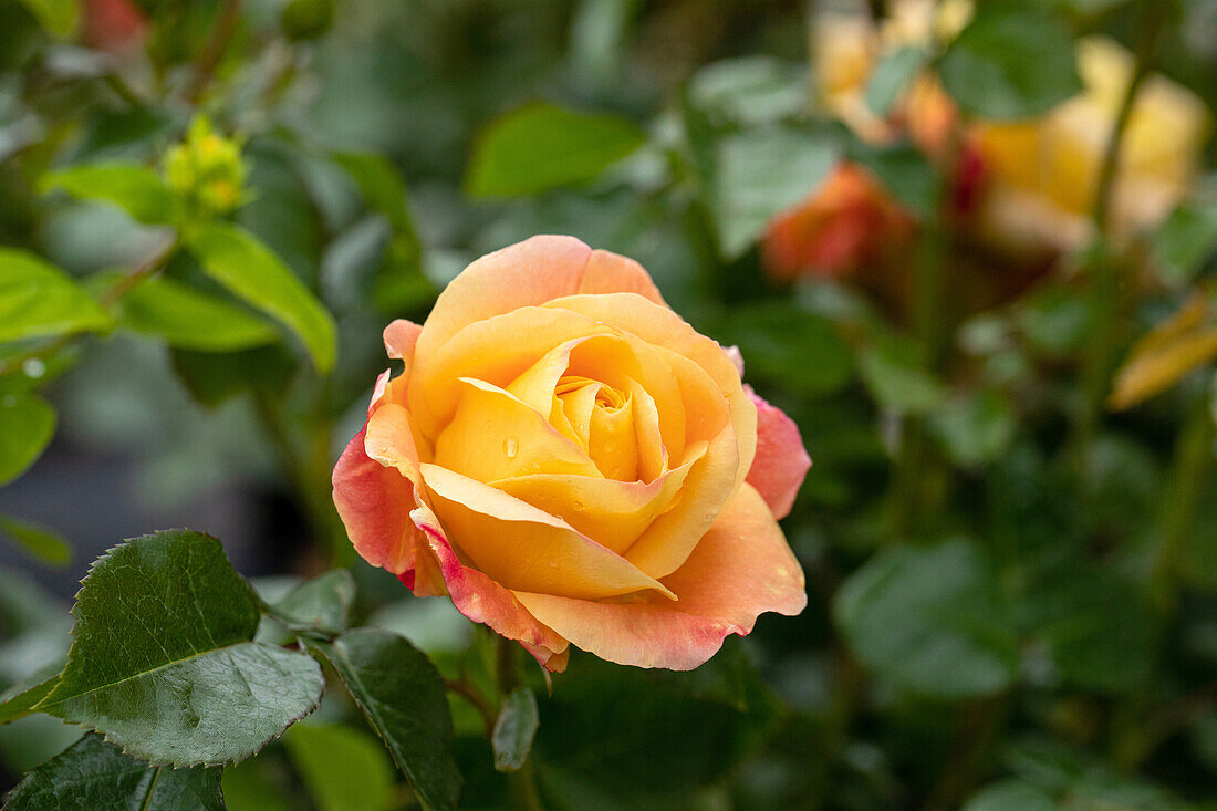 Edelrose, apricot