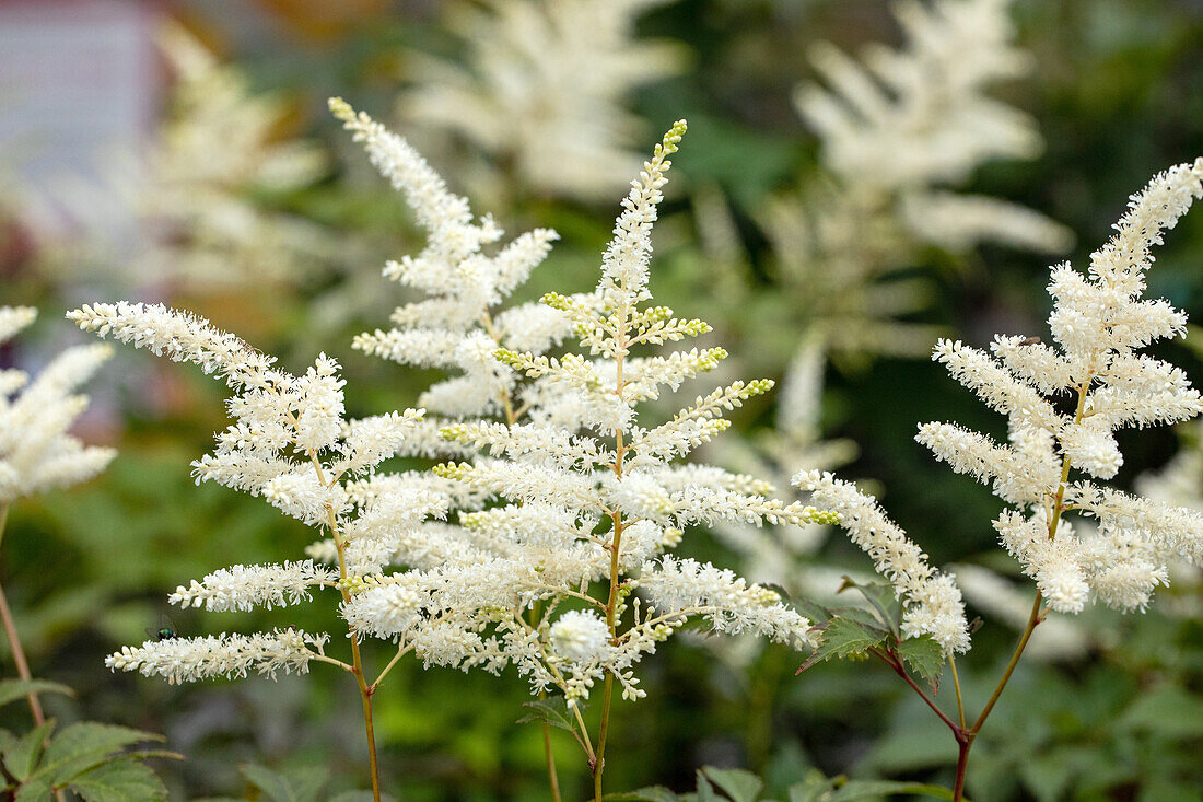 Astilbe japonica 'Washington'