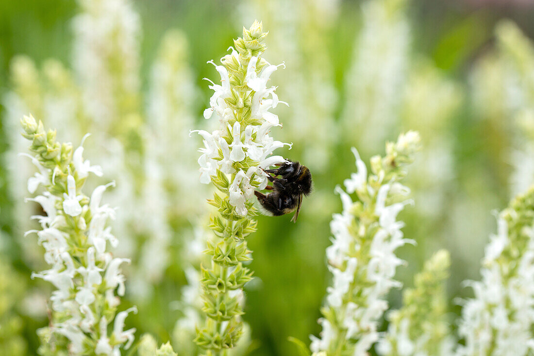 Salvia nemorosa 'Snow Hill