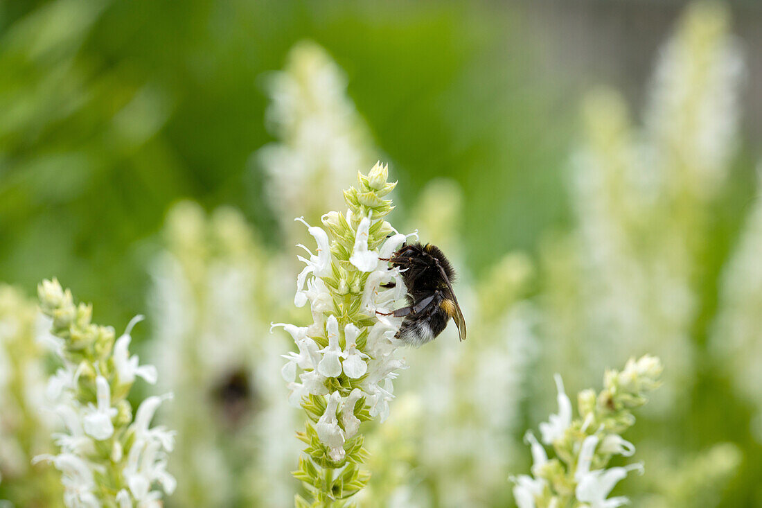 Salvia nemorosa 'Snow Hill